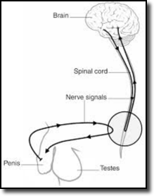 Increasing the neural connections between the brain and the male organ